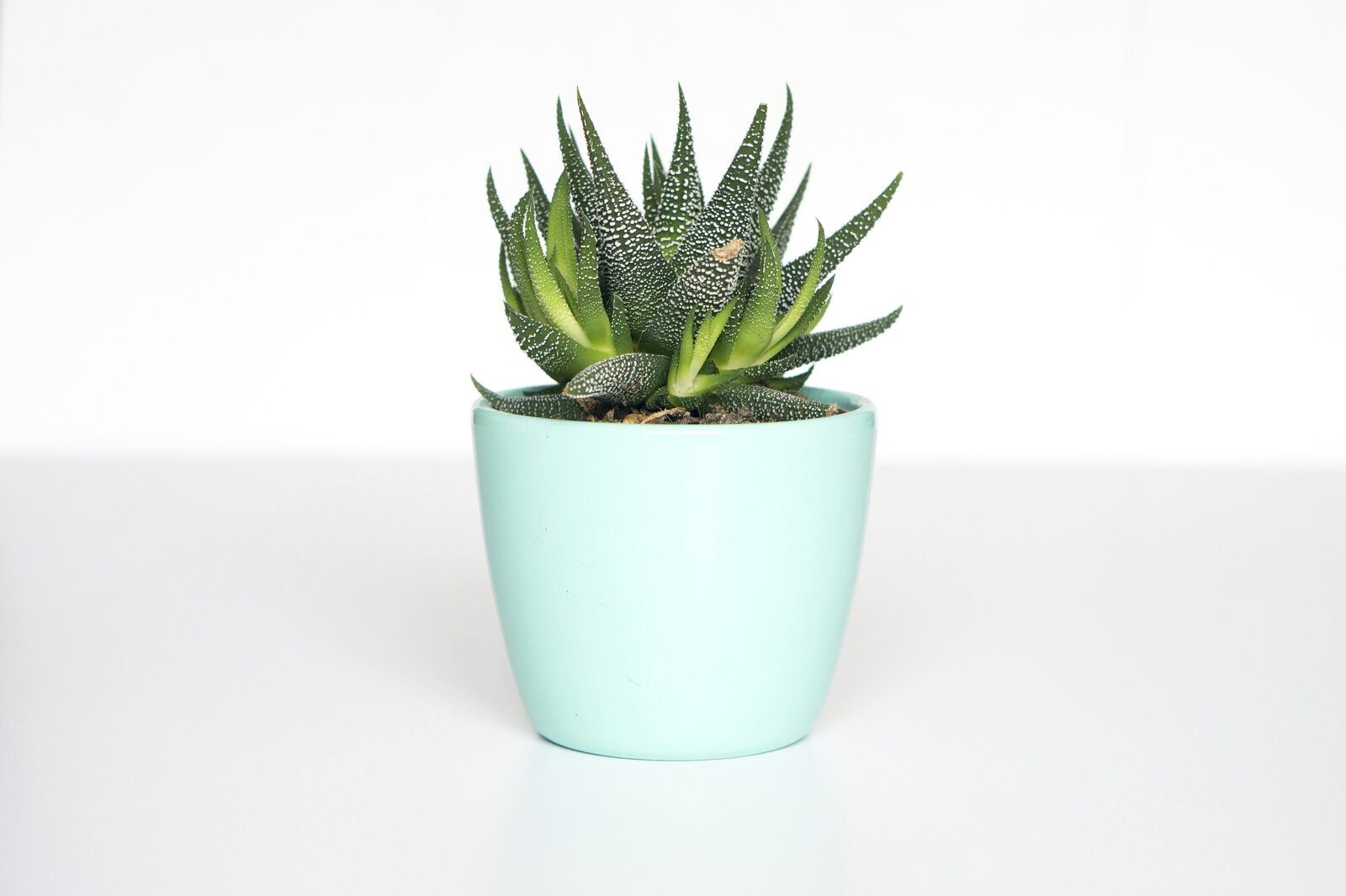 Real vs Faux Plants: When to Use Each